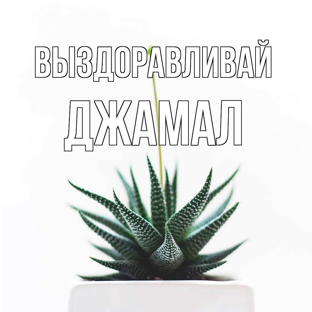 Открытка на каждый день с именем, Джамал Выздоравливай короче это непонятная колючка Прикольная открытка с пожеланием онлайн скачать бесплатно 
