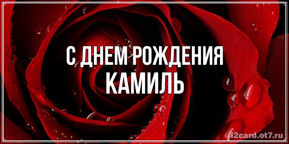 Открытка на каждый день с именем, Камиль С днем рождения крупная бордовая роза Прикольная открытка с пожеланием онлайн скачать бесплатно 