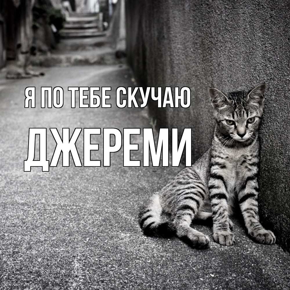 Открытка на каждый день с именем, Джереми Я по тебе скучаю одиноко котику Прикольная открытка с пожеланием онлайн скачать бесплатно 