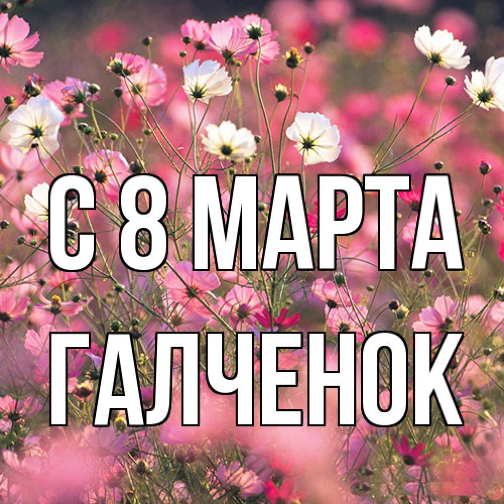 Открытка на каждый день с именем, Галченок C 8 МАРТА красиво 1 Прикольная открытка с пожеланием онлайн скачать бесплатно 