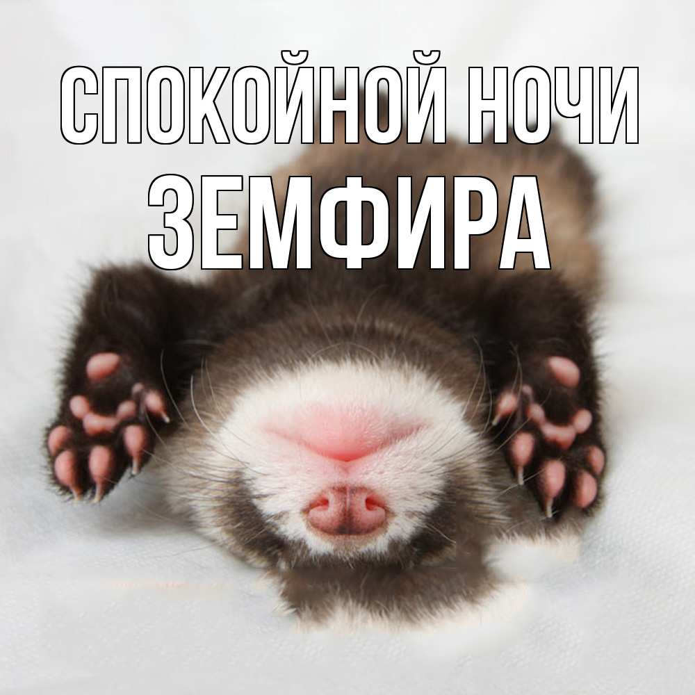 Открытка на каждый день с именем, Земфира Спокойной ночи зверек Прикольная открытка с пожеланием онлайн скачать бесплатно 