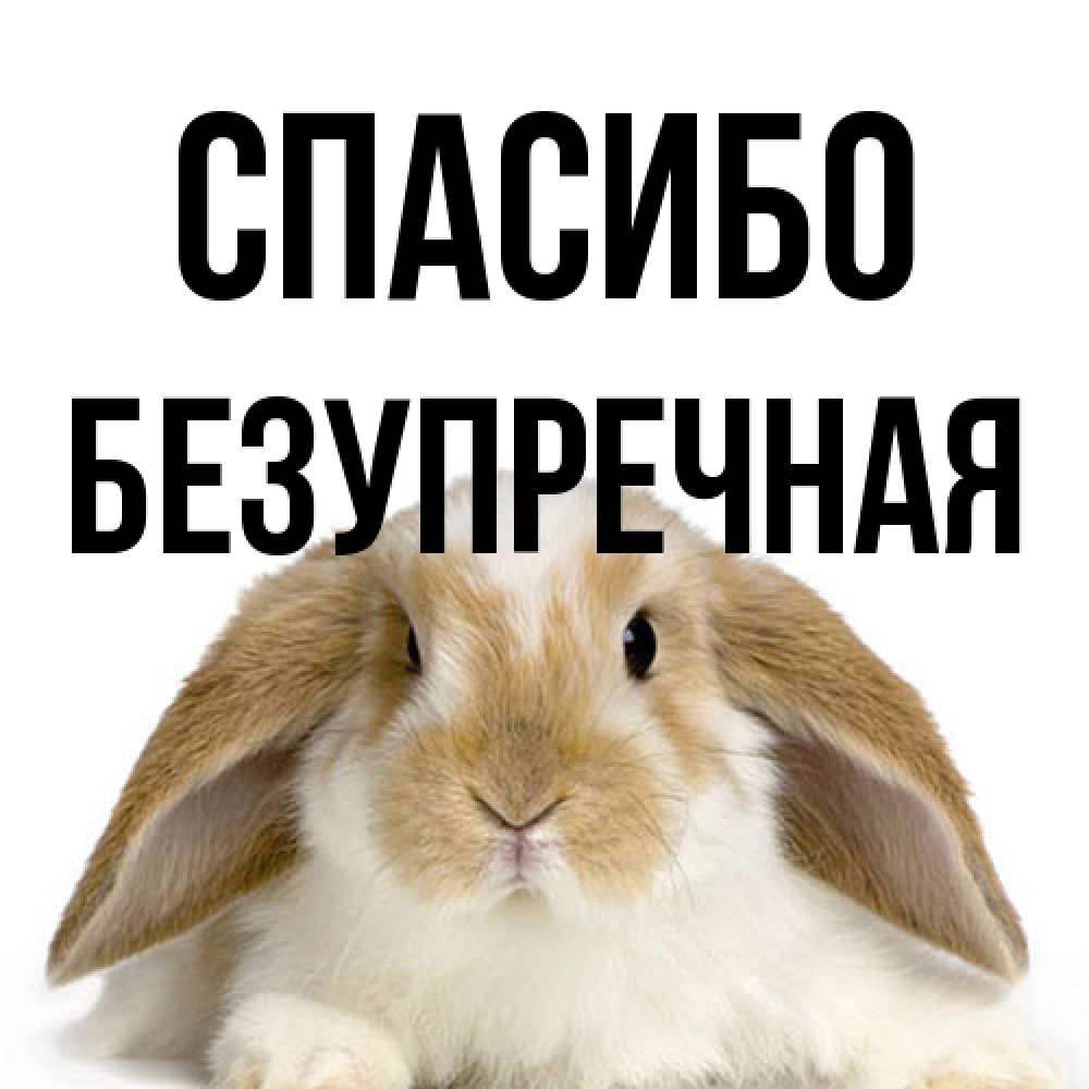 Открытка на каждый день с именем, Безупречная Спасибо коричнево белый заяц Прикольная открытка с пожеланием онлайн скачать бесплатно 