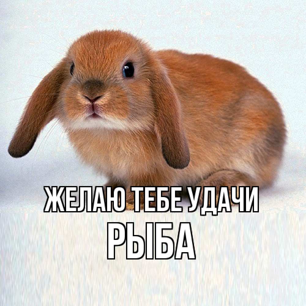 Открытка на каждый день с именем, Рыба Желаю тебе удачи вставить текст в открытку по выбору Прикольная открытка с пожеланием онлайн скачать бесплатно 