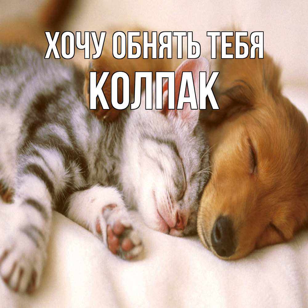 Открытка на каждый день с именем, Колпак Хочу обнять тебя пес и котенок Прикольная открытка с пожеланием онлайн скачать бесплатно 
