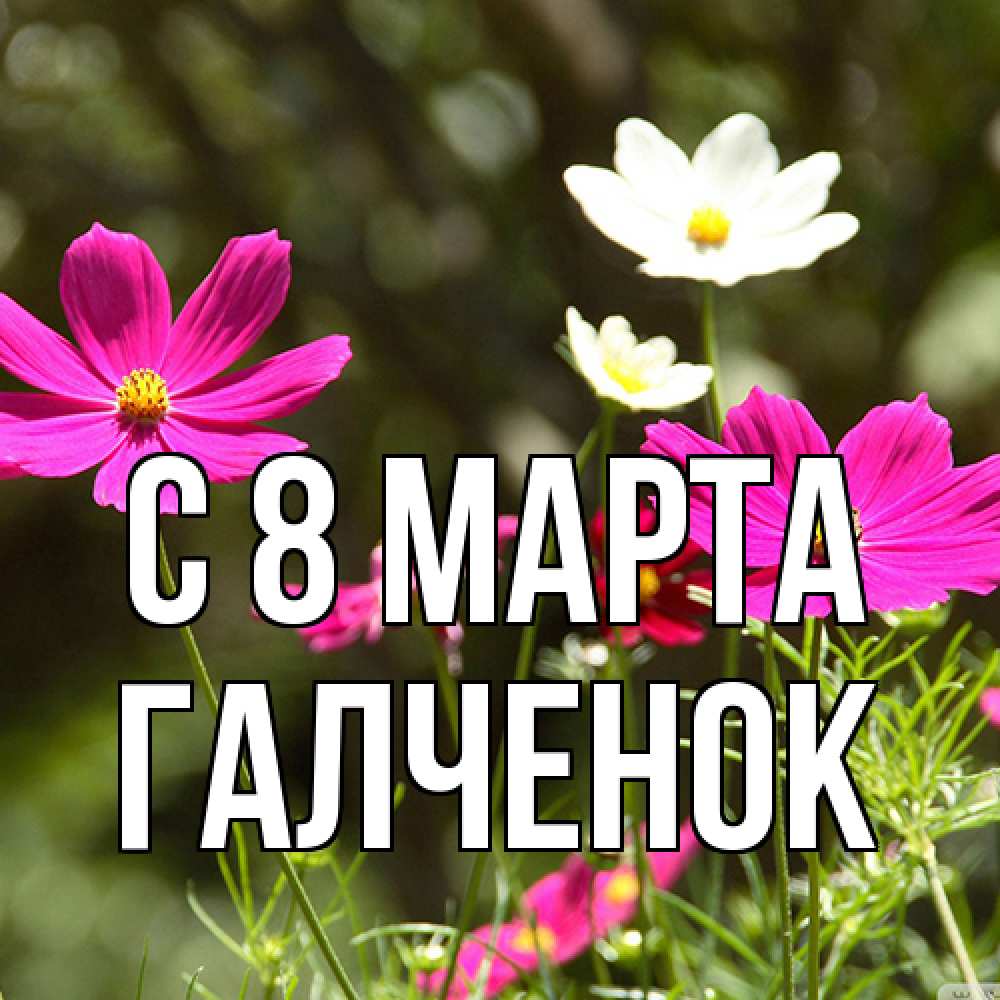 Открытка на каждый день с именем, Галченок C 8 МАРТА цветы Прикольная открытка с пожеланием онлайн скачать бесплатно 
