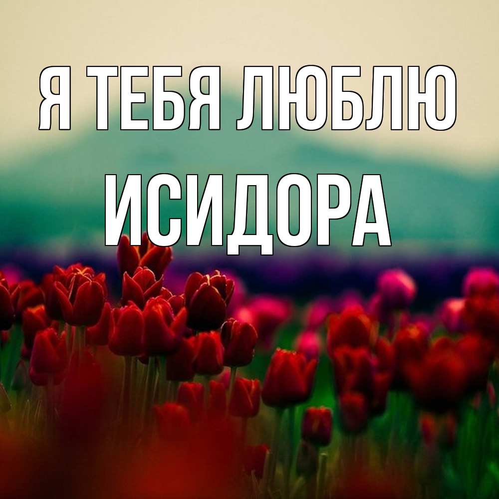 Открытка на каждый день с именем, Исидора Я тебя люблю тюльпаны 4 Прикольная открытка с пожеланием онлайн скачать бесплатно 