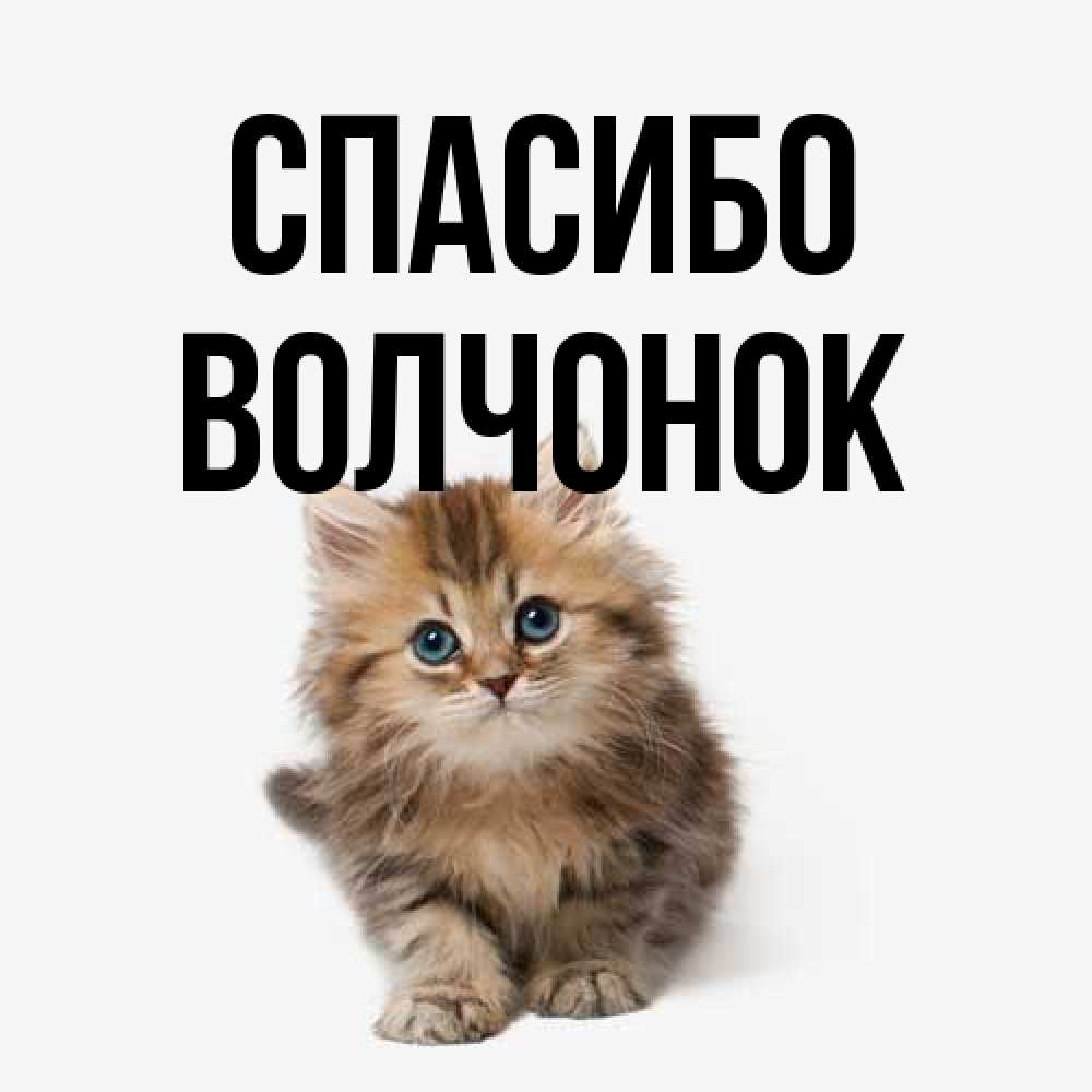 Открытка на каждый день с именем, Волчонок Спасибо пушистый котик Прикольная открытка с пожеланием онлайн скачать бесплатно 