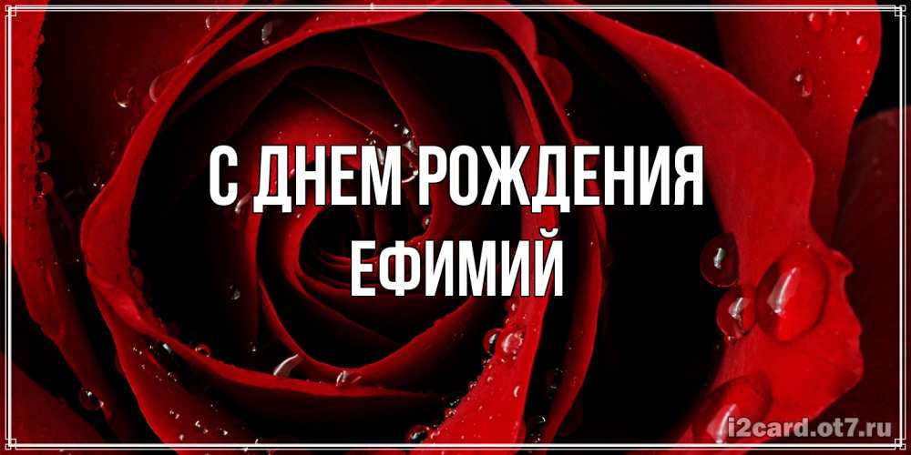 Открытка на каждый день с именем, Ефимий С днем рождения крупная бордовая роза Прикольная открытка с пожеланием онлайн скачать бесплатно 