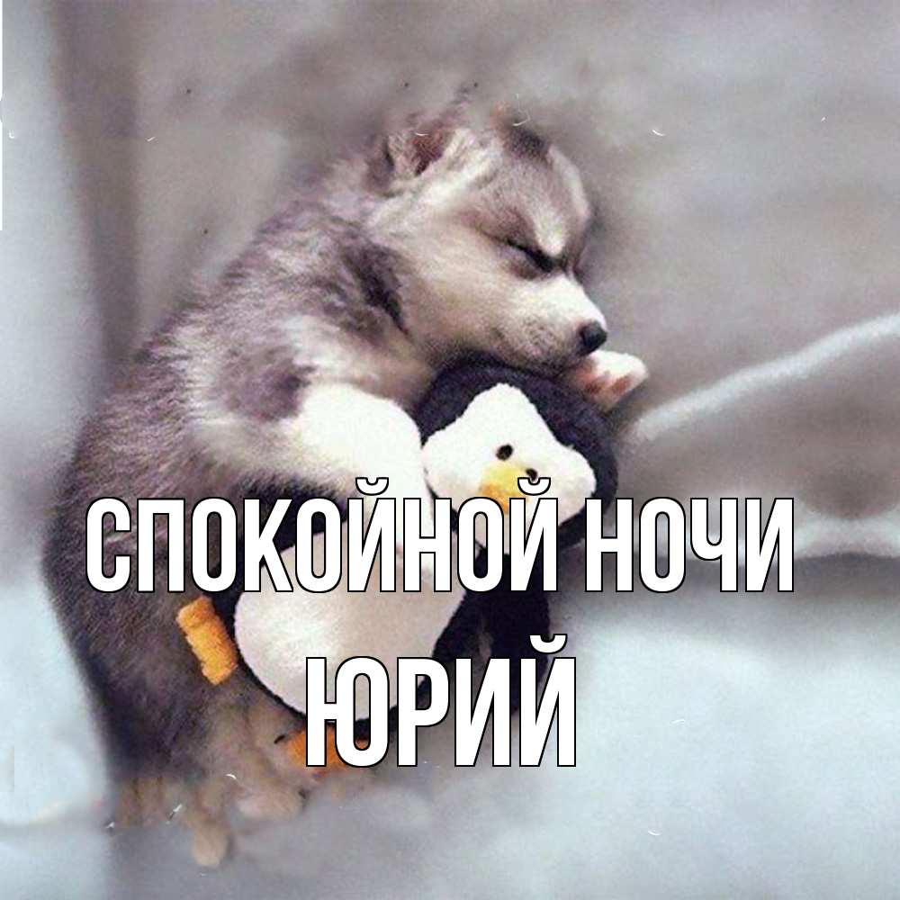 Открытка на каждый день с именем, Юрий Спокойной ночи обнимашки щенка и пингвина Прикольная открытка с пожеланием онлайн скачать бесплатно 