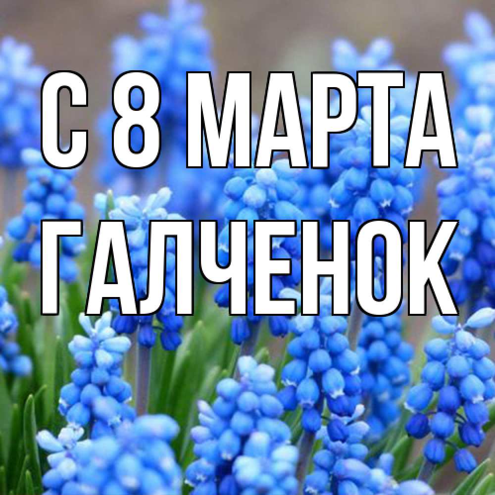 Открытка на каждый день с именем, Галченок C 8 МАРТА Поздравительная открытка для женщин с цветами на праздничную дату Прикольная открытка с пожеланием онлайн скачать бесплатно 