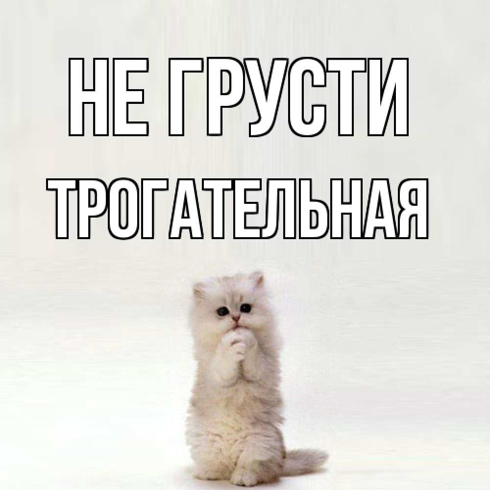 Открытка на каждый день с именем, Трогательная Не грусти грустный кот Прикольная открытка с пожеланием онлайн скачать бесплатно 