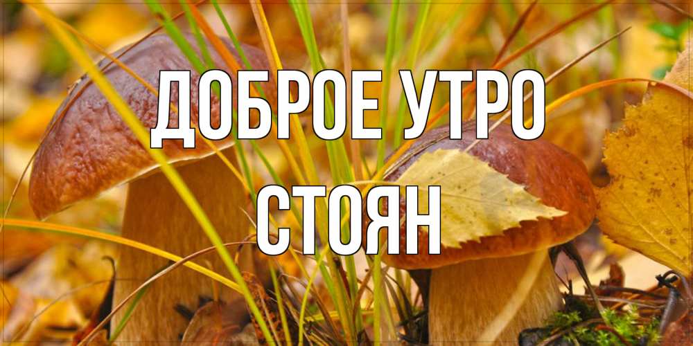 Открытка на каждый день с именем, Стоян Доброе утро осенние грибы Прикольная открытка с пожеланием онлайн скачать бесплатно 