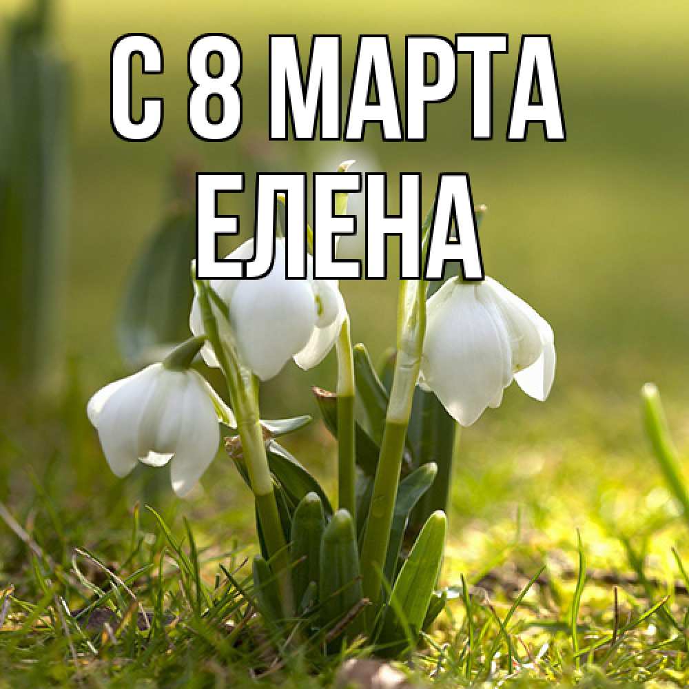 Открытка на каждый день с именем, Елена C 8 МАРТА ранние цветы 2 Прикольная открытка с пожеланием онлайн скачать бесплатно 