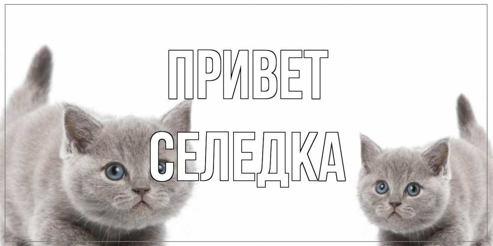 Открытка на каждый день с именем, Селедка Привет коты Прикольная открытка с пожеланием онлайн скачать бесплатно 