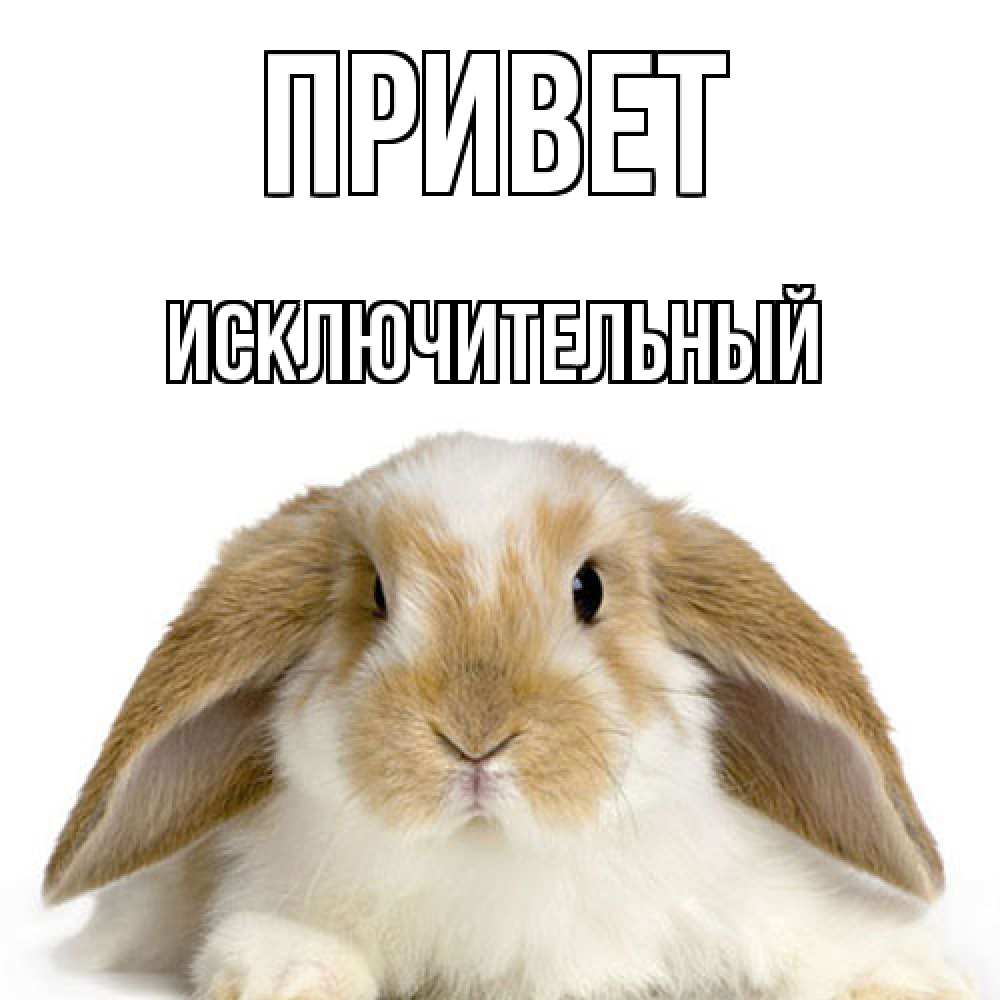 Открытка на каждый день с именем, Исключительный Привет с животными Прикольная открытка с пожеланием онлайн скачать бесплатно 