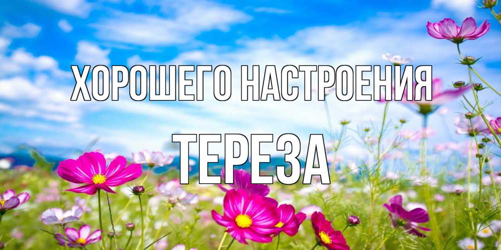 Открытка на каждый день с именем, Тереза Хорошего настроения поле цветов Прикольная открытка с пожеланием онлайн скачать бесплатно 