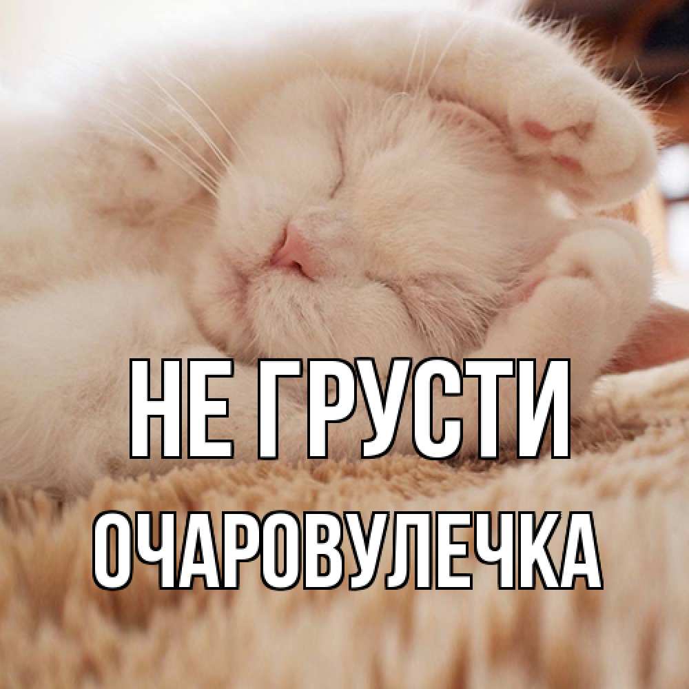 Открытка на каждый день с именем, Очаpовулечка Не грусти белый кот Прикольная открытка с пожеланием онлайн скачать бесплатно 