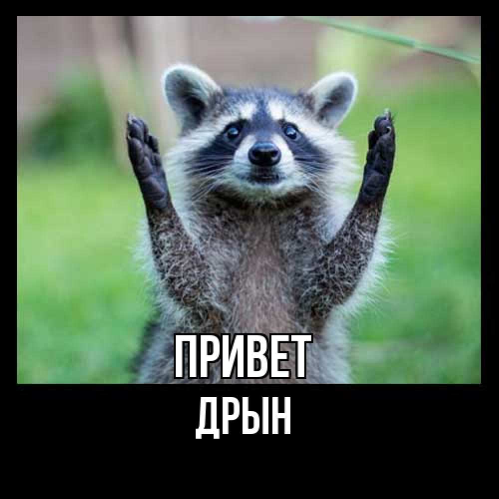 Открытка на каждый день с именем, Дрын Привет животные Прикольная открытка с пожеланием онлайн скачать бесплатно 