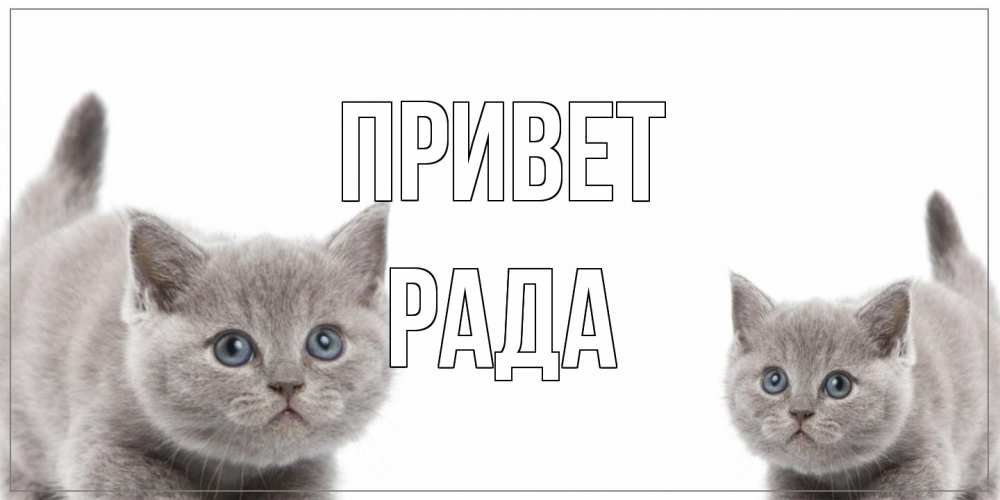 Открытка на каждый день с именем, Рада Привет коты Прикольная открытка с пожеланием онлайн скачать бесплатно 