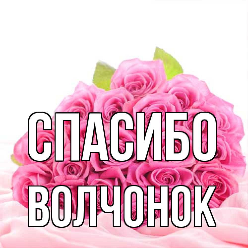 Открытка на каждый день с именем, Волчонок Спасибо розовые розы с подписью Прикольная открытка с пожеланием онлайн скачать бесплатно 