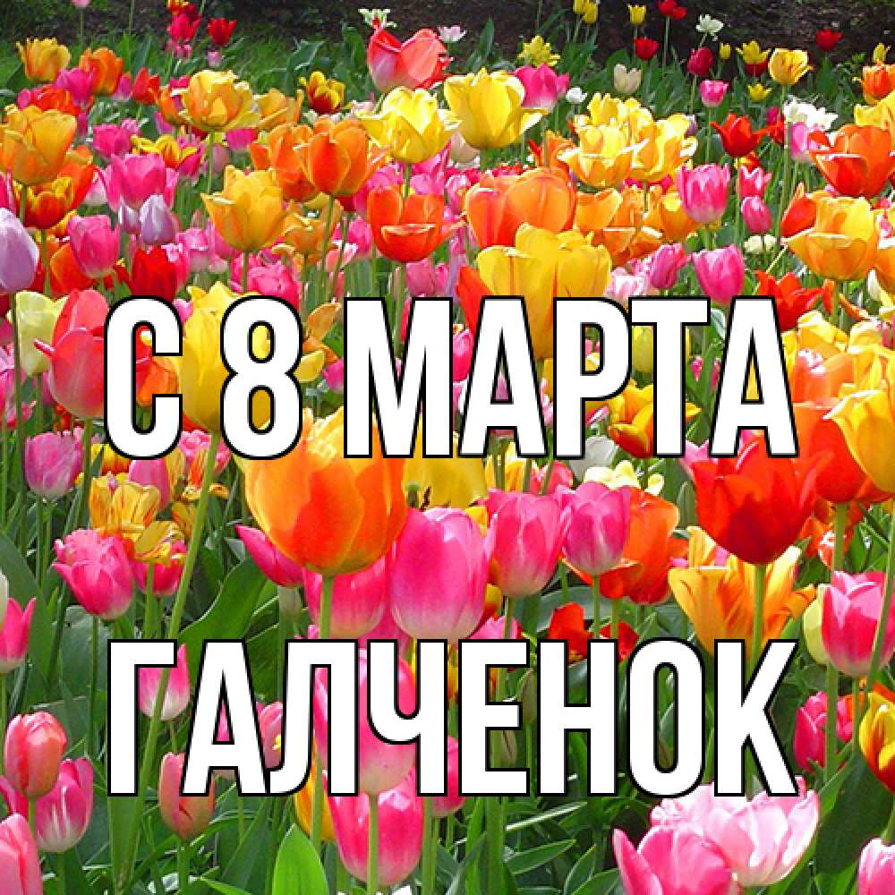 Открытка на каждый день с именем, Галченок C 8 МАРТА на международный женский день Прикольная открытка с пожеланием онлайн скачать бесплатно 