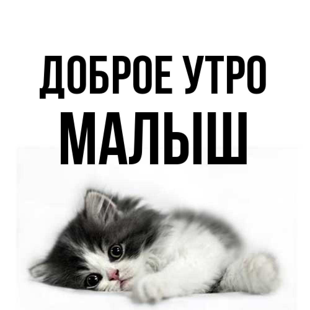 Открытка на каждый день с именем, Малыш Доброе утро кот лапки Прикольная открытка с пожеланием онлайн скачать бесплатно 