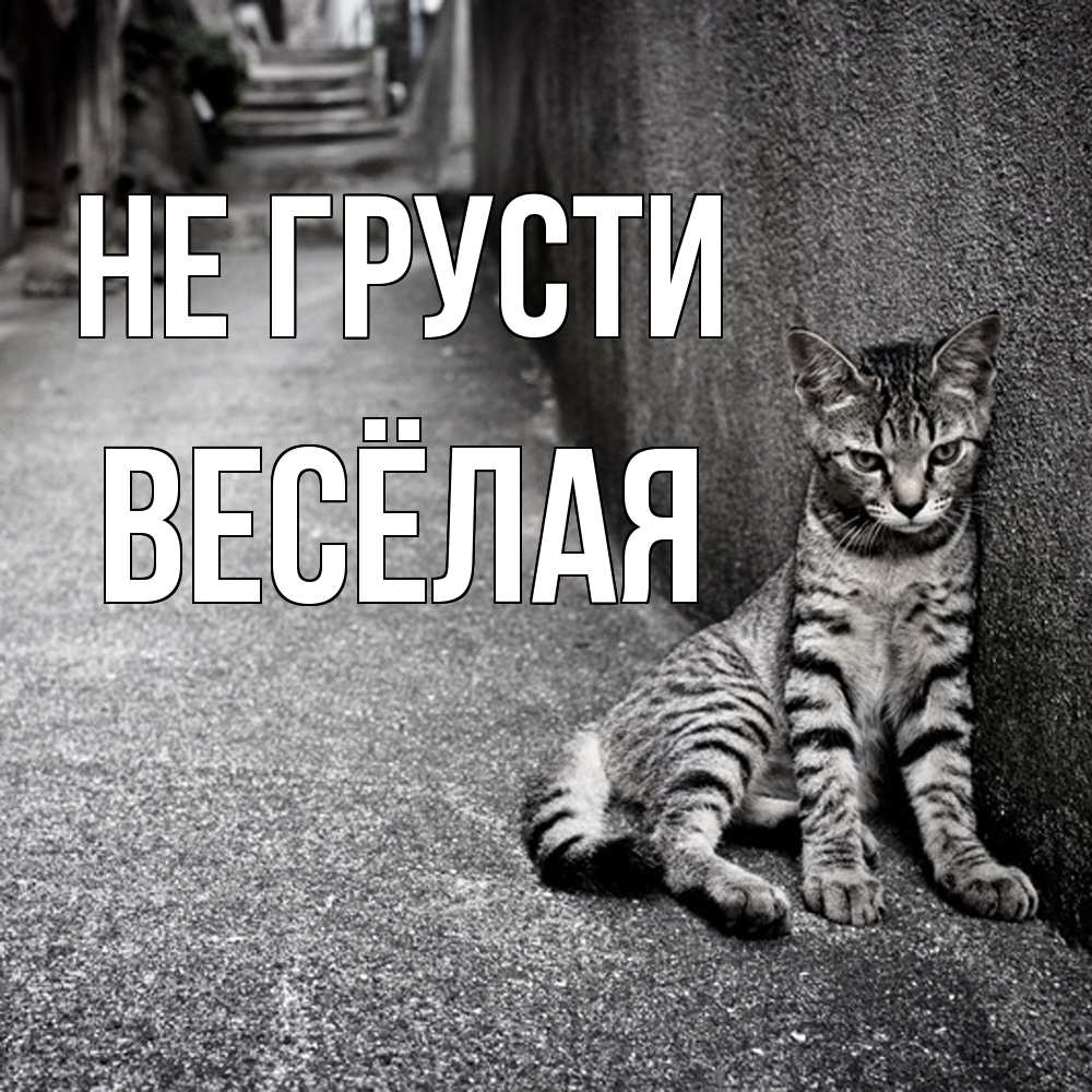 Открытка на каждый день с именем, Весёлая Не грусти скучающий котик Прикольная открытка с пожеланием онлайн скачать бесплатно 