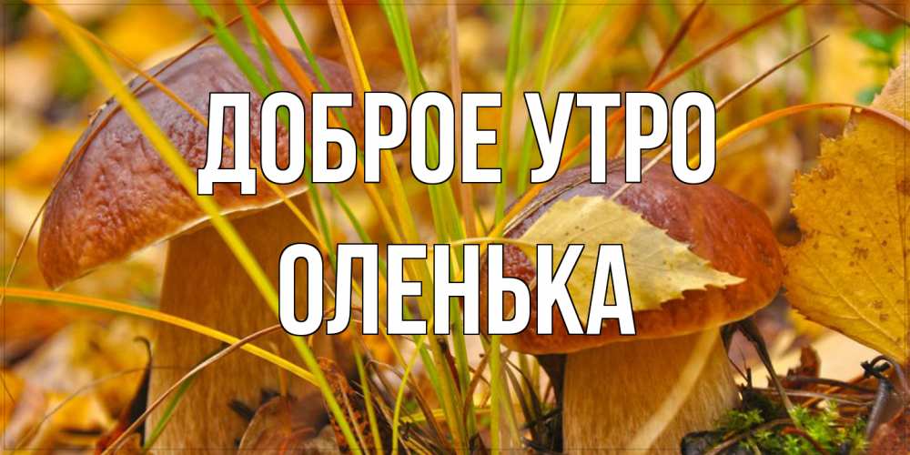 Открытка на каждый день с именем, Оленька Доброе утро осенние грибы Прикольная открытка с пожеланием онлайн скачать бесплатно 