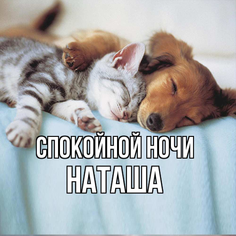 Открытка на каждый день с именем, Наташа Спокойной ночи с животными Прикольная открытка с пожеланием онлайн скачать бесплатно 