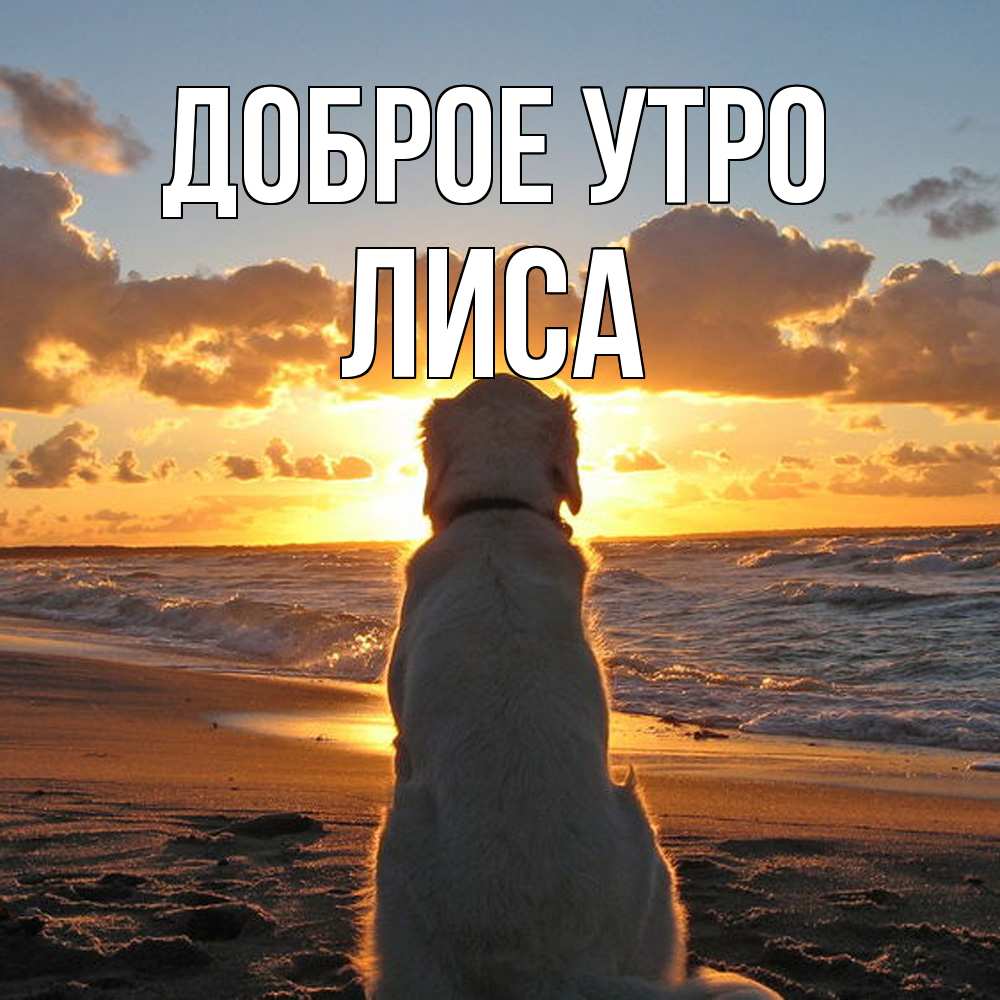 Открытка на каждый день с именем, лиса Доброе утро восход солнца Прикольная открытка с пожеланием онлайн скачать бесплатно 