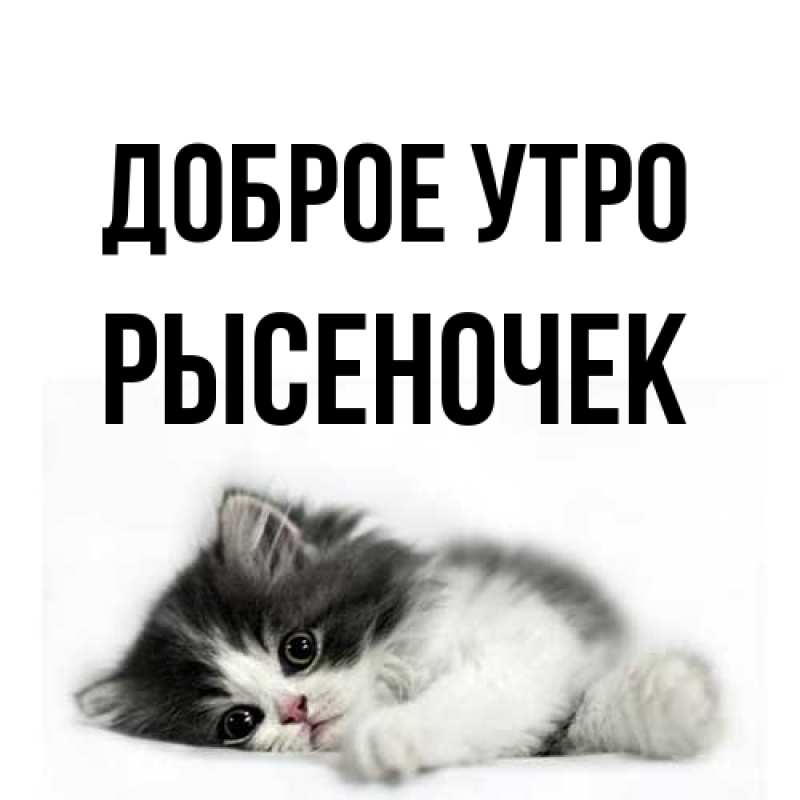 Картинка Доброе утро, Рысеночек