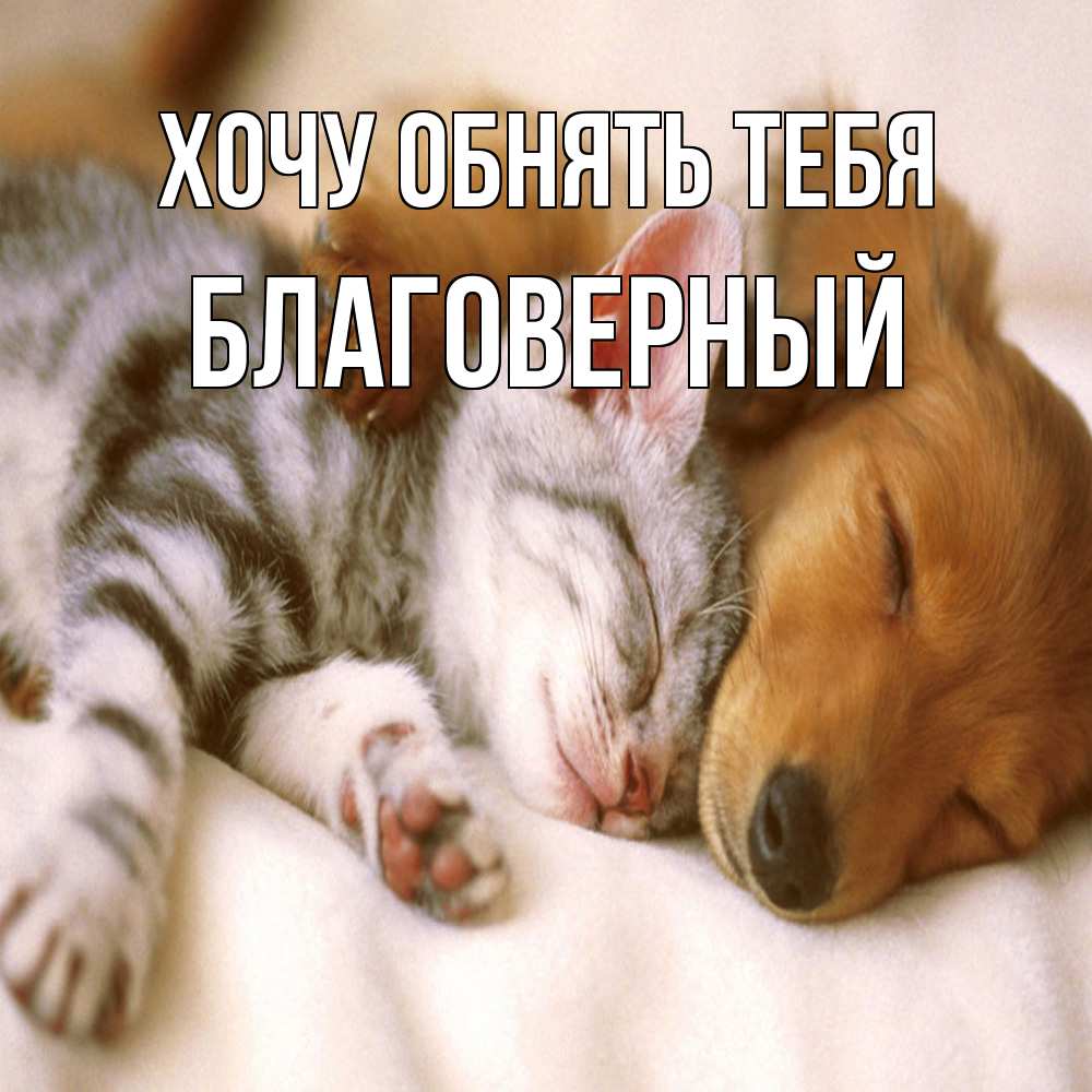 Открытка на каждый день с именем, Благоверный Хочу обнять тебя пес и котенок Прикольная открытка с пожеланием онлайн скачать бесплатно 