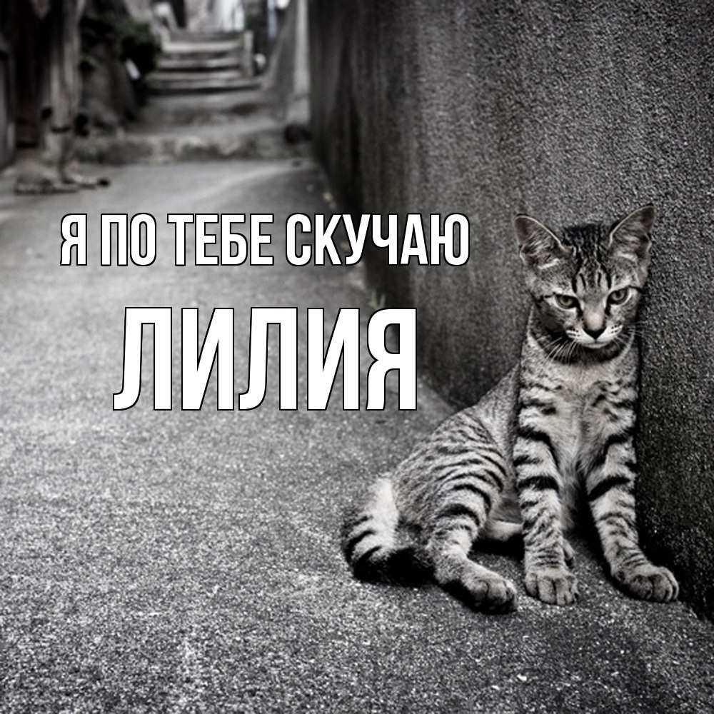 Открытка на каждый день с именем, Лилия Я по тебе скучаю одиноко котику Прикольная открытка с пожеланием онлайн скачать бесплатно 