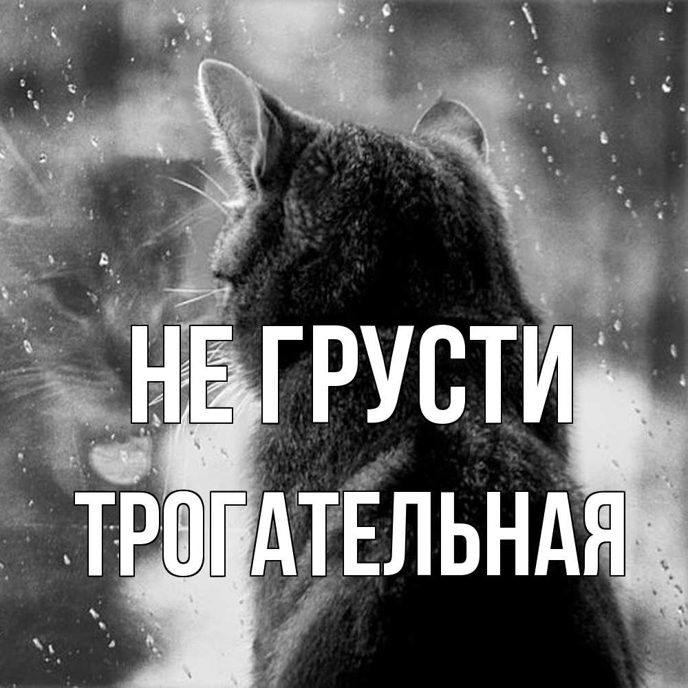 Открытка на каждый день с именем, Трогательная Не грусти отражение кота 1 Прикольная открытка с пожеланием онлайн скачать бесплатно 