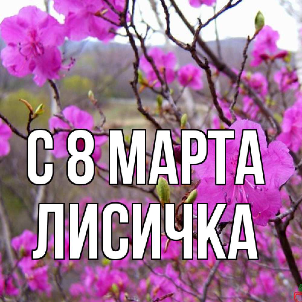 Открытка на каждый день с именем, Лисичка C 8 МАРТА международный женский день Прикольная открытка с пожеланием онлайн скачать бесплатно 