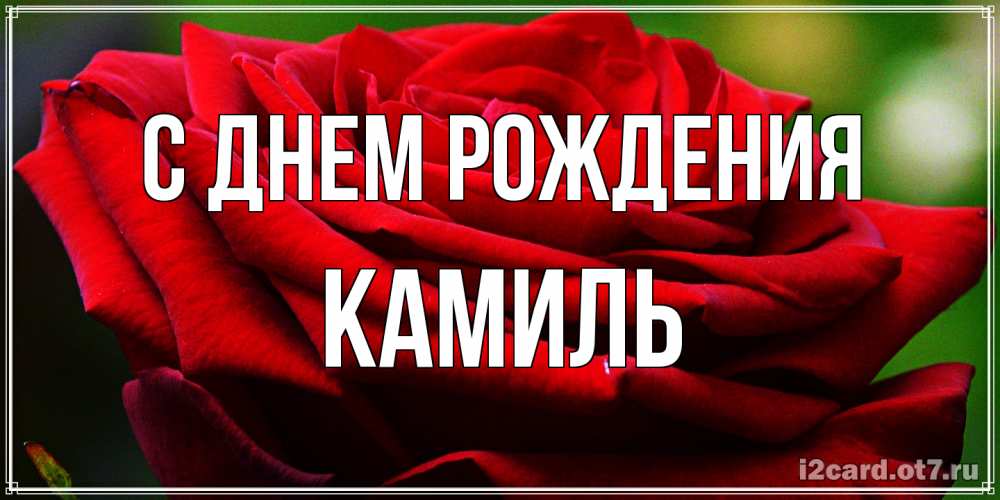 Открытка на каждый день с именем, Камиль С днем рождения розочка очень красивая Прикольная открытка с пожеланием онлайн скачать бесплатно 