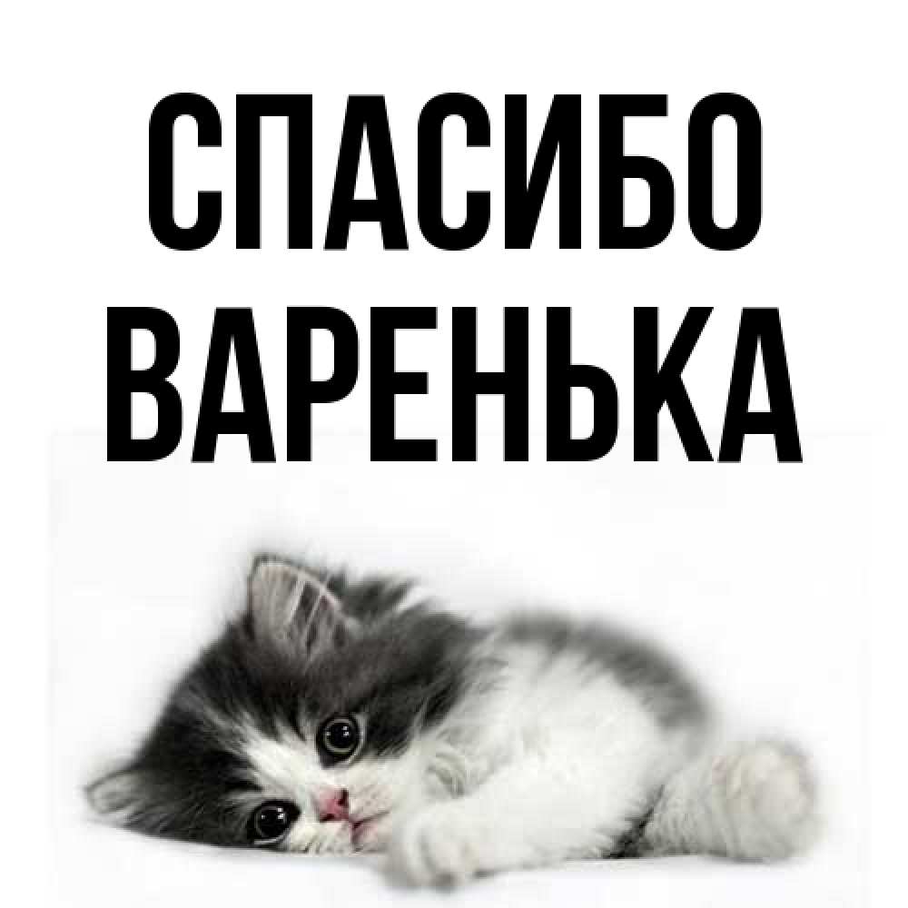 Открытка на каждый день с именем, Варенька Спасибо черный и белый кот Прикольная открытка с пожеланием онлайн скачать бесплатно 