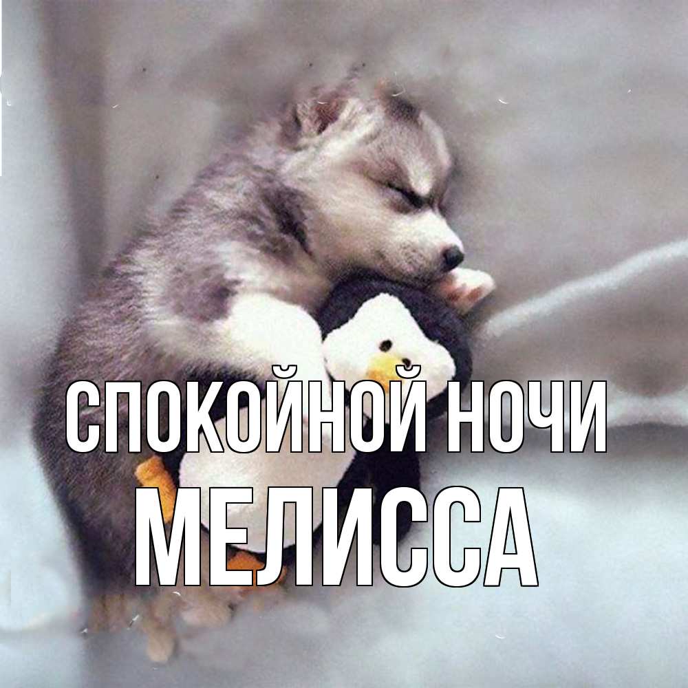 Открытка на каждый день с именем, Мелисса Спокойной ночи обнимашки щенка и пингвина Прикольная открытка с пожеланием онлайн скачать бесплатно 