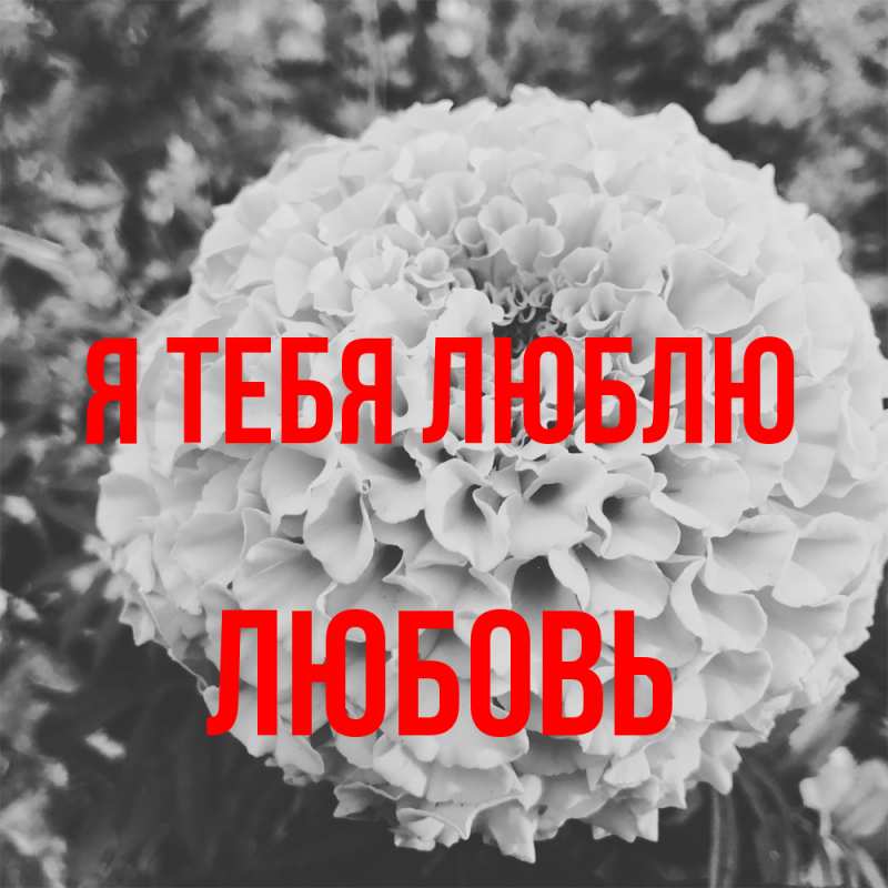 Картинка Я тебя люблю, Любовь