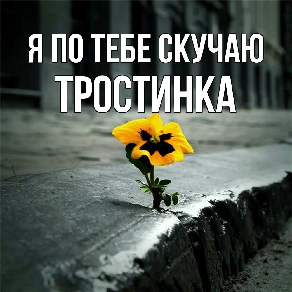 Открытка на каждый день с именем, Тростинка Я по тебе скучаю надеюсь будет лучше Прикольная открытка с пожеланием онлайн скачать бесплатно 