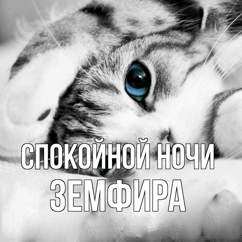 Открытка на каждый день с именем, Земфира Спокойной ночи кот устал Прикольная открытка с пожеланием онлайн скачать бесплатно 