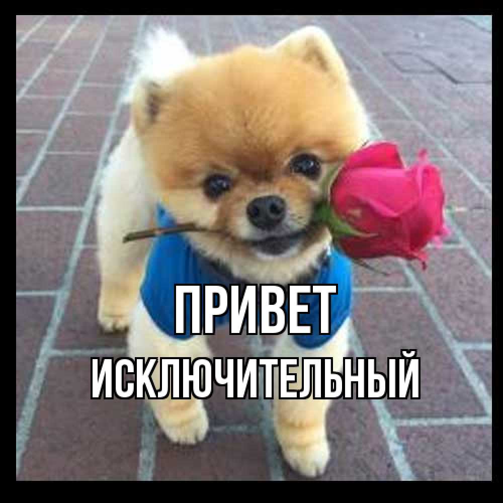 Открытка на каждый день с именем, Исключительный Привет роза в зубах у собаки Прикольная открытка с пожеланием онлайн скачать бесплатно 