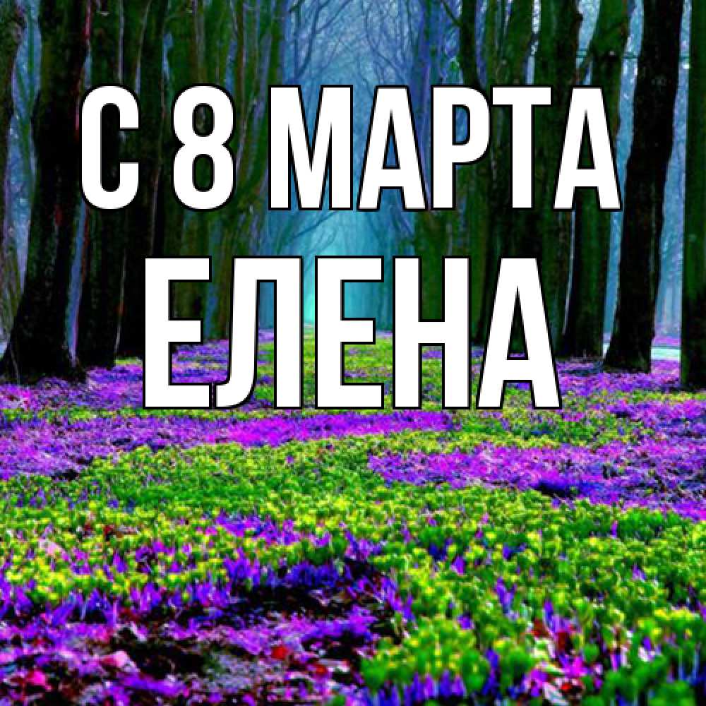Открытка на каждый день с именем, Елена C 8 МАРТА фиолетовые цветы в лесу 1 Прикольная открытка с пожеланием онлайн скачать бесплатно 
