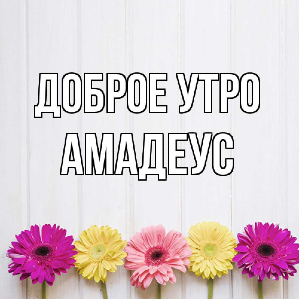 Открытка на каждый день с именем, Амадеус Доброе утро красный желтый и розовый цветок Прикольная открытка с пожеланием онлайн скачать бесплатно 