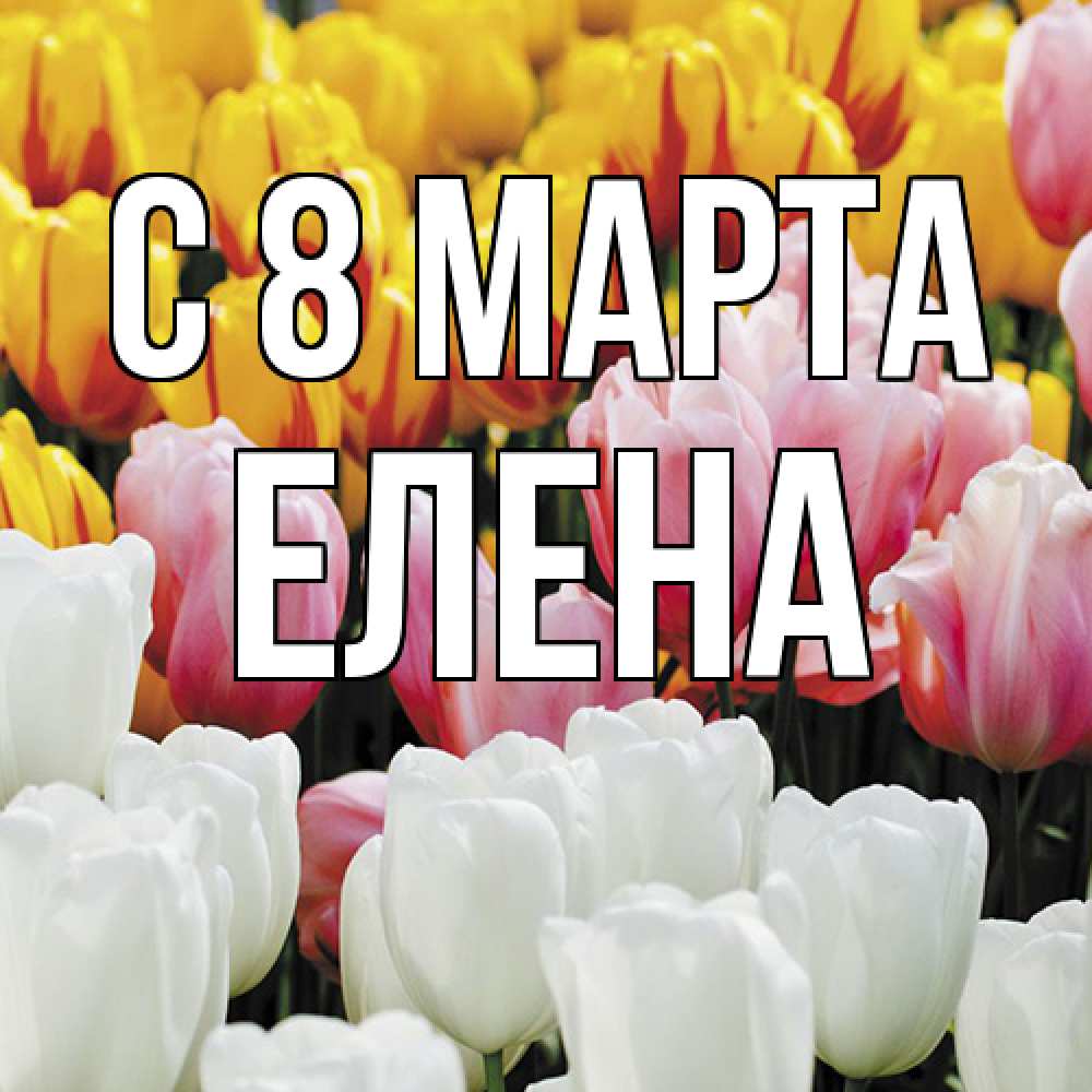 Открытка на каждый день с именем, Елена C 8 МАРТА разноцветные цветы Прикольная открытка с пожеланием онлайн скачать бесплатно 