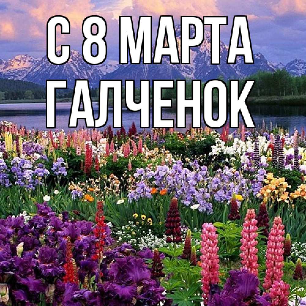 Открытка на каждый день с именем, Галченок C 8 МАРТА международный женский день Прикольная открытка с пожеланием онлайн скачать бесплатно 
