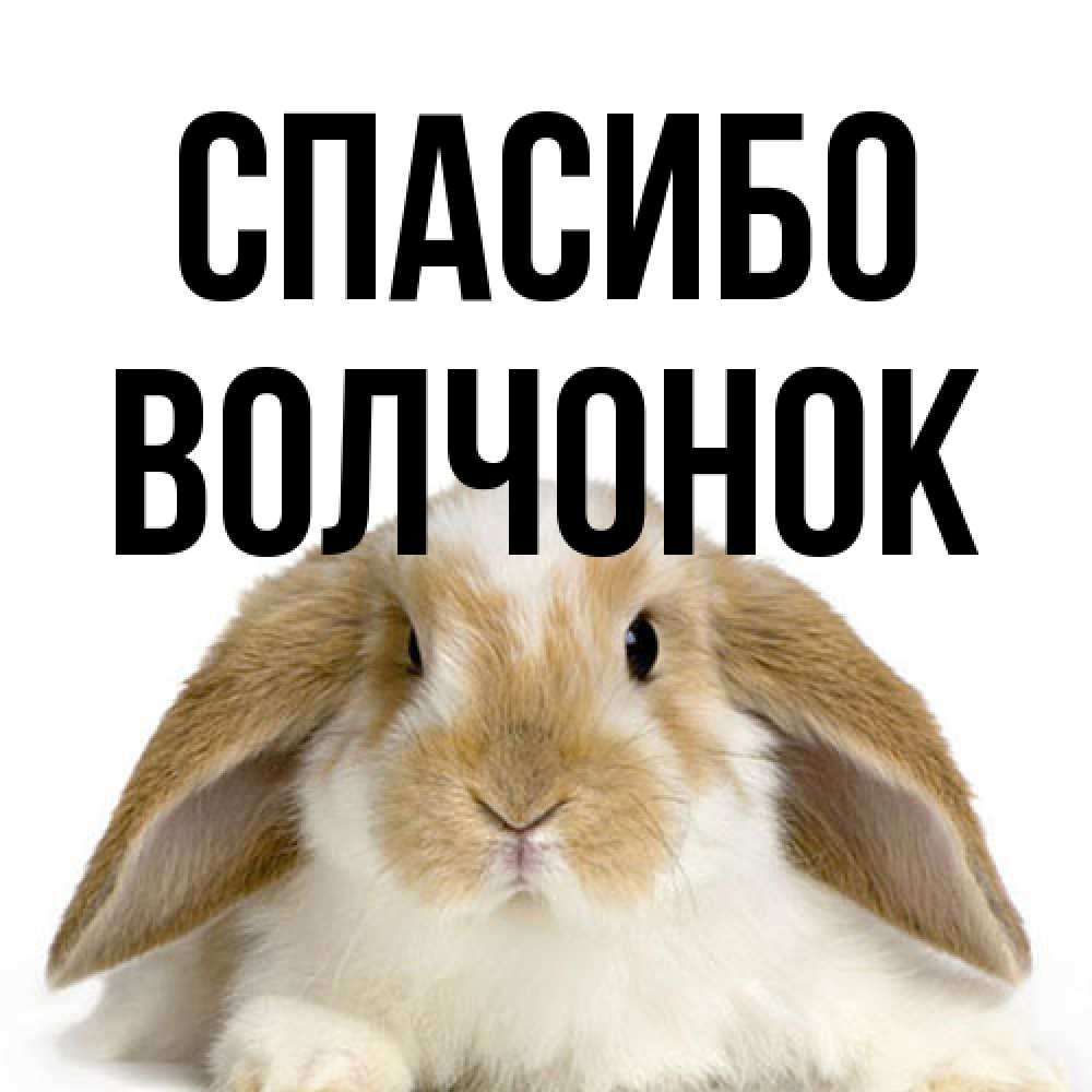 Открытка на каждый день с именем, Волчонок Спасибо коричнево белый заяц Прикольная открытка с пожеланием онлайн скачать бесплатно 