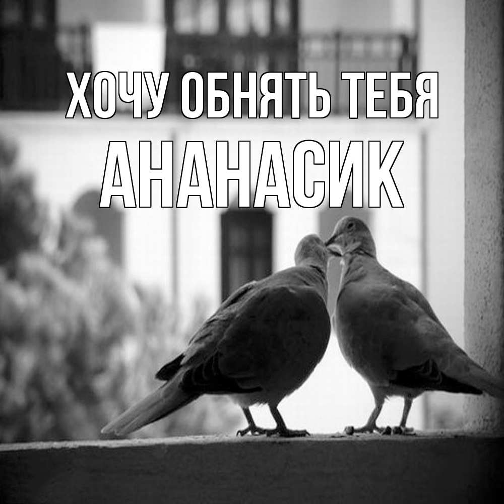Открытка на каждый день с именем, ананасик Хочу обнять тебя птицы на подоконнике Прикольная открытка с пожеланием онлайн скачать бесплатно 