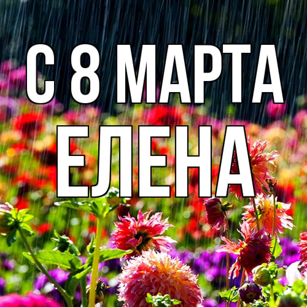 Открытка на каждый день с именем, Елена C 8 МАРТА цветы под дождиком к международному женскому дню Прикольная открытка с пожеланием онлайн скачать бесплатно 