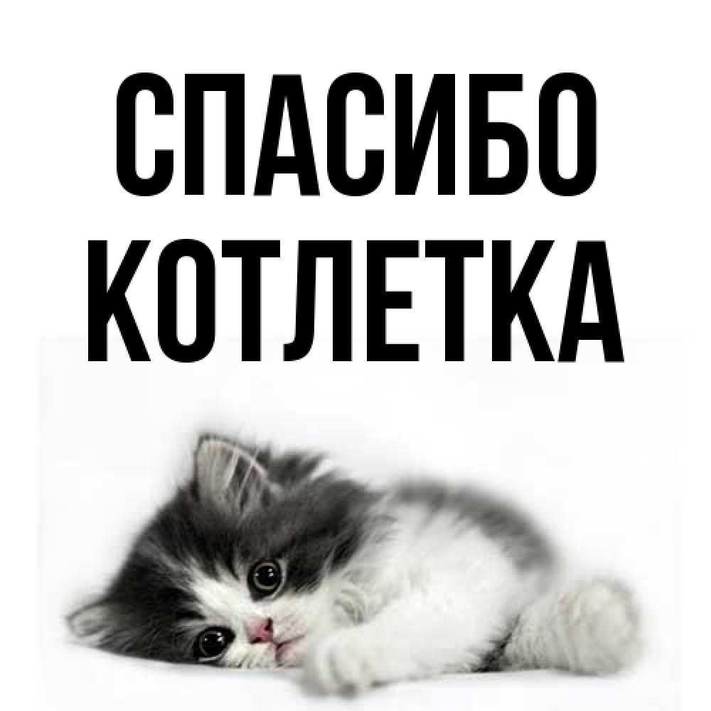 Открытка на каждый день с именем, Котлетка Спасибо черный и белый кот Прикольная открытка с пожеланием онлайн скачать бесплатно 